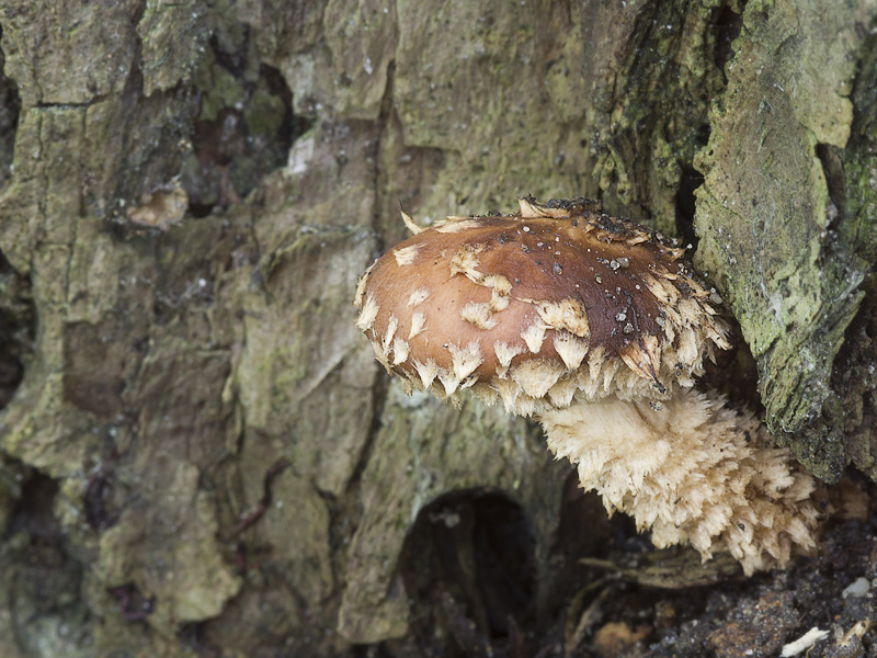 Hemistropharia albocrenulata